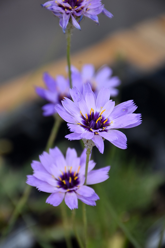 Cupid's Dart flowers
