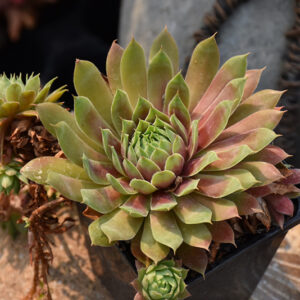 Chick Charms® Cranberry Cocktail™ Hens And Chicks