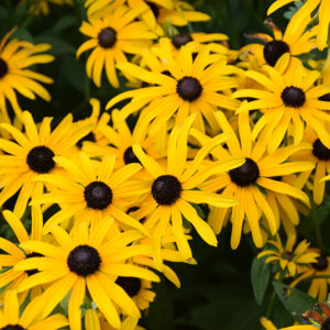 Deam's Coneflower flowers