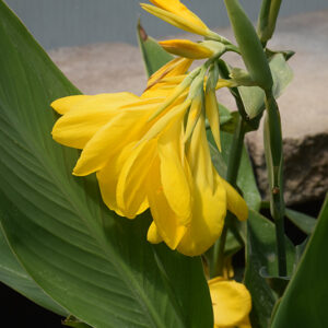 Lemon Punch Canna flowers