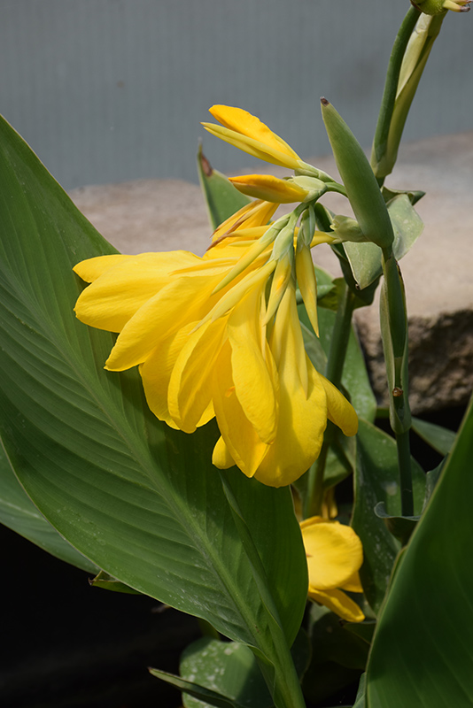 Lemon Punch Canna flowers