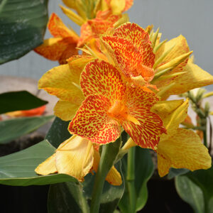 Maui Punch Canna flowers