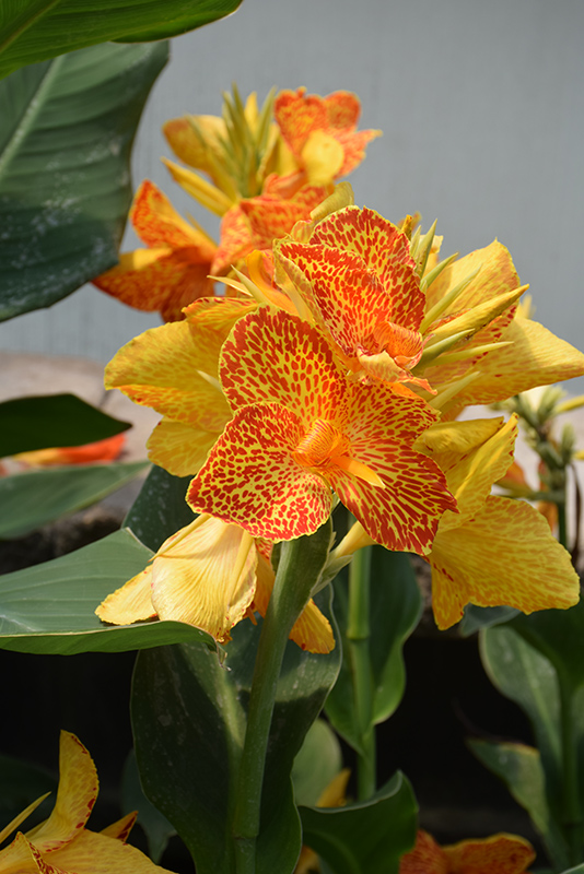 Maui Punch Canna flowers