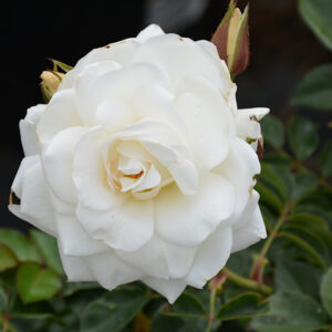 Iceberg Rose flowers