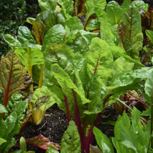 Swiss Chard