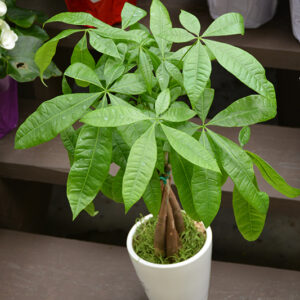 Money Tree in full