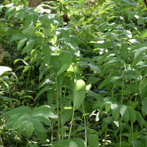 Smooth Solomon's Seal