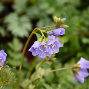 Blue Pearl Jacob's Ladder flowers