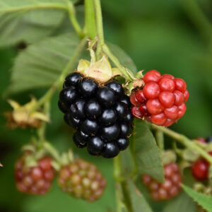 Triple Crown Blackberry fruit