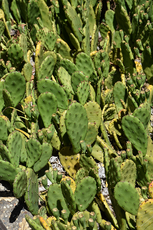 Eastern Prickly Pear Cactus