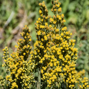 California Goldenrod flowers