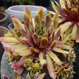 Chick Charms&reg; GIANTS Gold Mine&trade; Hens And Chicks