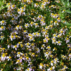 Pink Tickseed flowers