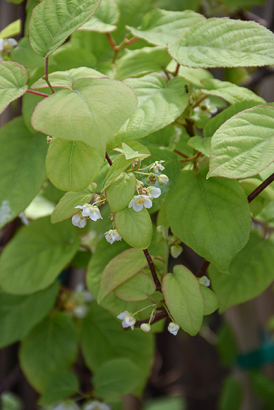 Variegated Hardy Kiwi Vine flowers