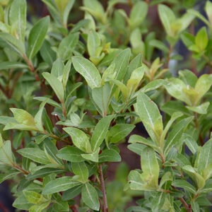 Mt. Aso Pink Japanese Pussy Willow foliage